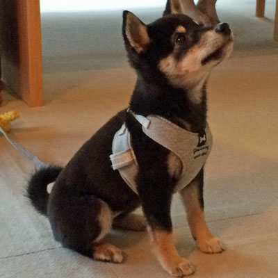 Shiba Inu Black