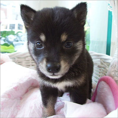 black shiba inu puppy