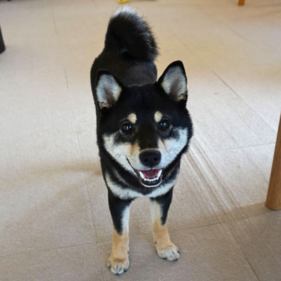 Shiba inu with store eyebrows